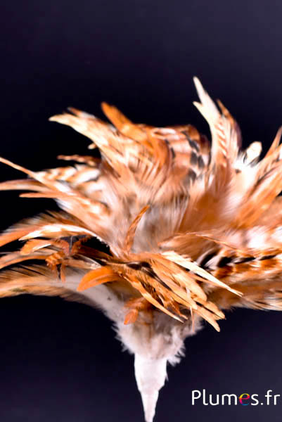 Plumet coq  avec anneau -  hauteur 13 cm - naturel